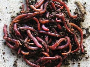 蚯蚓吃瓜吗,揭秘它们对瓜类食物的喜好