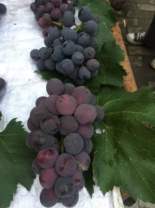 梦见瓜熟了在吃瓜果,品味瓜果的甜蜜寓意