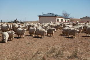 吃瓜羊崽,一场别开生面的美食之旅