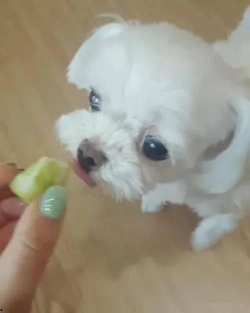 小狗可以吃拉瓜吗,揭秘拉瓜是否适合宠物犬食用
