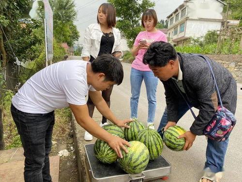 落羽吃瓜,揭秘娱乐圈幕后故事