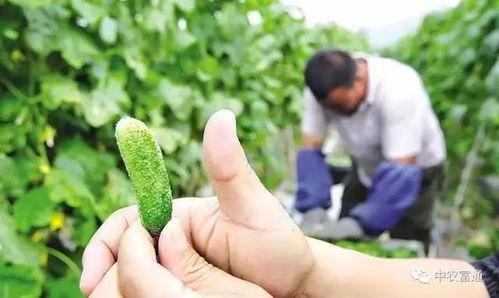 吃瓜群众黄瓜种植,黄瓜种植攻略，吃瓜群众必看