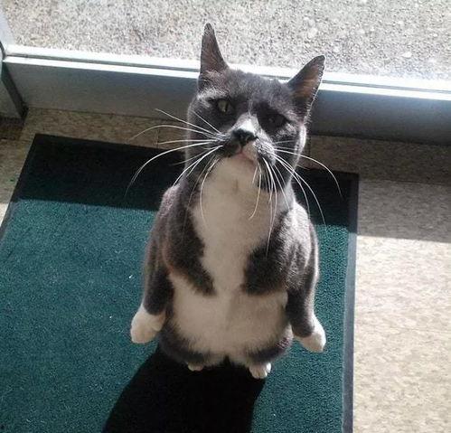 猫头像吃瓜,猫咪视角下的娱乐圈风云