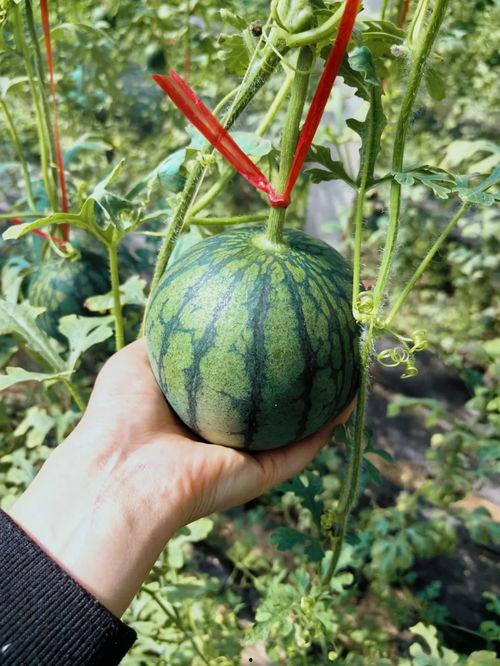 万喜吃瓜王,揭秘瓜界传奇人物