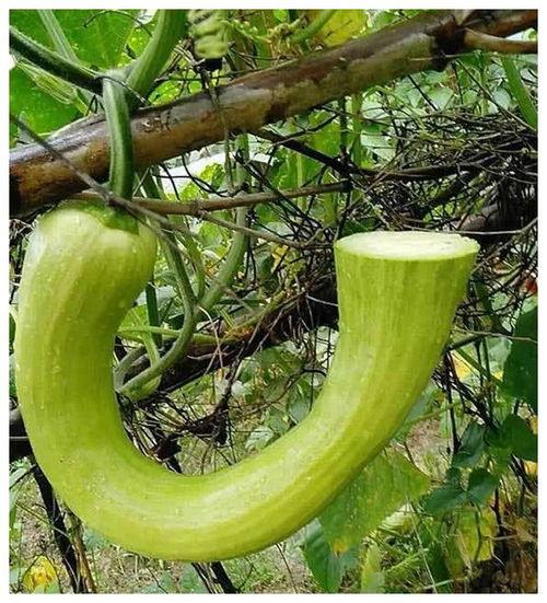 二院吃瓜,一场舌尖上的狂欢