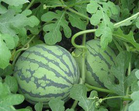 怀孕可以吃瓜圆干嘛,瓜圆美食，营养加分