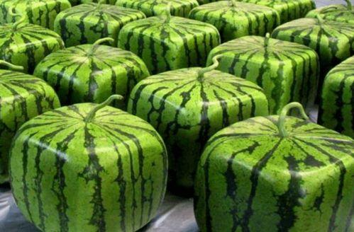 全网吃瓜的399,揭秘“吃瓜群众”背后的399神秘力量