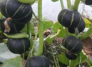 白板栗瓜怎么吃,白板栗瓜的多彩食法探索