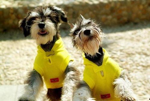 雪纳瑞可以吃瓜,瓜果时光的甜蜜陪伴