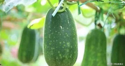 吃七八个瓜,揭秘七八个瓜的神奇魅力