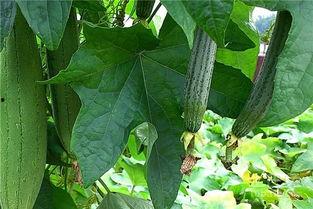 吃瓜水瓜好吗,水瓜，吃瓜族的新选择